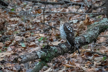 An immature Cooper's Hawk (Accipiter cooperii) perched on a downed lichen covered tree looking for food in a woods in Michigan, USA.