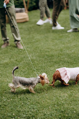 two small dogs are playing  in the park