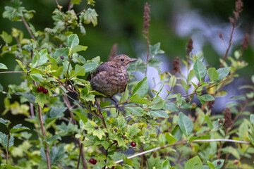Young Common blackbird in a bush