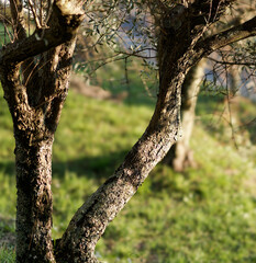 Greek olive grove detail in a meadow