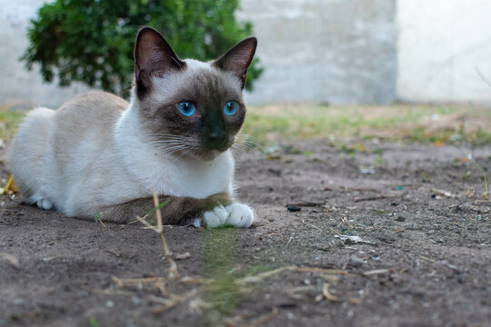 Gata siamesa India Gato siam&eacute;s - Gatito - RetratoS