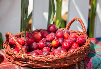 Fototapeta na wymiar Ripe plums in a wicker basket at a fair sale.