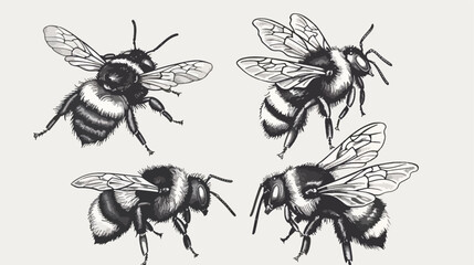 Bumblebee set. Hand drawn vector illustration.  - obrazy, fototapety, plakaty
