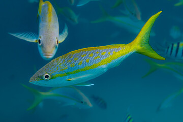 Two Yellowtail Snappers (Ocyurus chrysurus) swimming underwater with other fish in the background at Sombrero Reef near Marathon Key in Florida, USA.