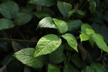 Beautiful wild plant with wet green leaves growing outdoors, closeup