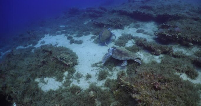 sea turtle underwater swim slow  with sun beams and rays ocean scenery blue water caretta caretta