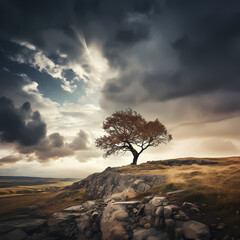 Lone tree on a hill against a dramatic sky.