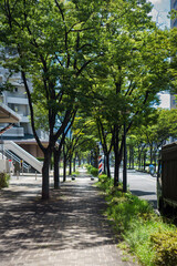 住宅街の緑のトンネル