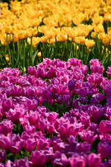 Fototapeta premium Close-up of the yellow and purple tulips in sea of tulips in garden with sunlight. yellow and purple tulips in contrast. Flower and plant. For background, nature and flower background.