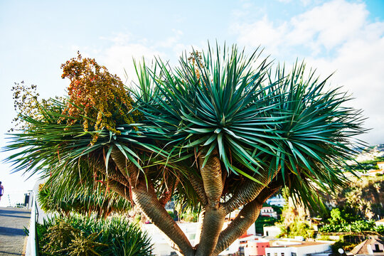 Dragon Tree, Dracaena draco, 
 in Machico, Portugal, Europe