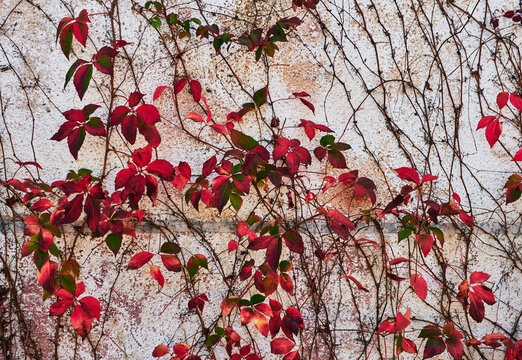 Vines with red leaves growing up a wall, Madeira, Portugal, Europe 