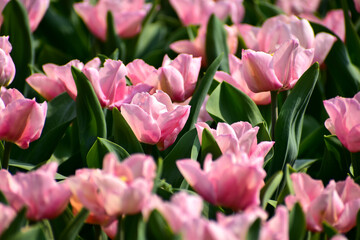 Close-up of pink tulips in the sea of tulips in daytime. Flower and plant. For background, nature and flower background.