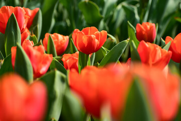 Close-up of orange tulips in the sea of tulips in daytime. Flower and plant. For background, nature and flower background.