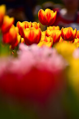 Fototapeta premium Close-up of red-and-yellow tulips in the sea of tulips in daytime. Flower and plant. For background, nature and flower background.