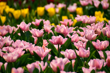 Close-up of pink tulips in the sea of tulips in daytime. Flower and plant. For background, nature and flower background.