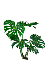 Monstera leaves plant isolated