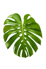 monstera leaf plant isolated