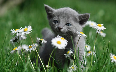Porträt eines Russisch Blau Kitten zwischen Gänseblümchen