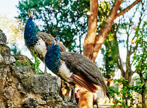 Fototapeta Peacocks in Lisbon, Portugal, Europe