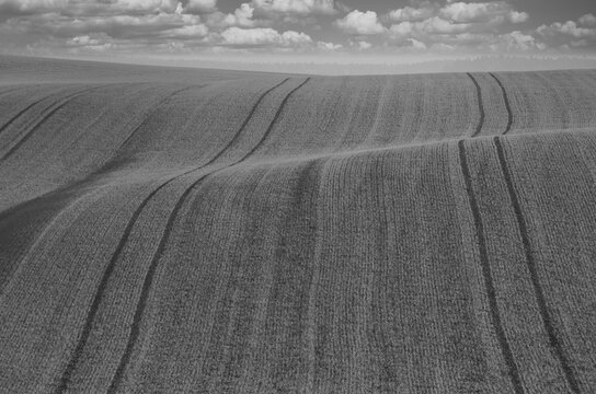 wellige Landschaft mit Saat schwarz weiss
