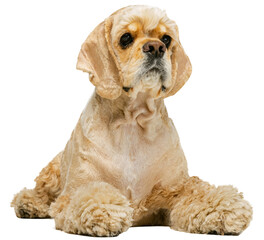Calm, adorable dog, purebred cocker spaniel attentively looking, lying isolated on transparent...