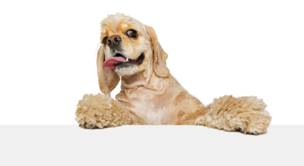 Concept of domestic animals, pet friend, care, vet, health