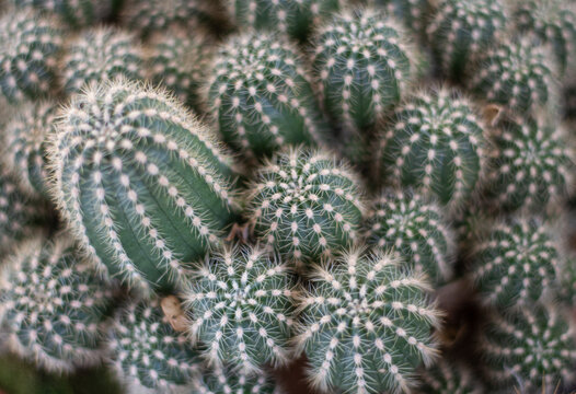 Agrupaci&oacute;n de cactus  con espinas