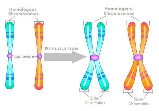 Homologous chromosomes replication diagram. Unduplicated single, haploid, duplicated diploid. Sister chromatids structure. Pair, centromere. Green, orange draw. Biology, genetic illustration vector