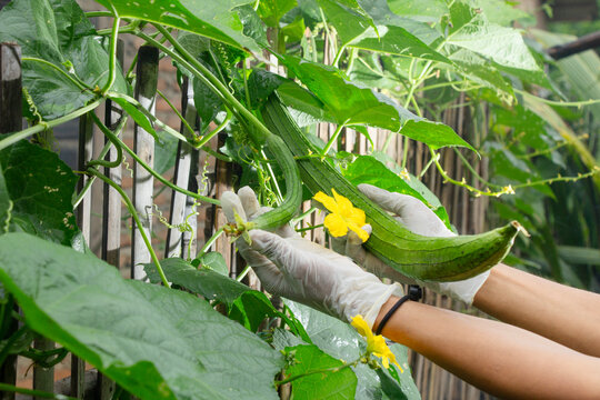anonymous man's hand checking Luffa acutangula sauran in the yard, gardening vegetables