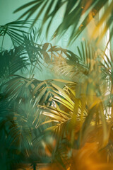 Tropical leaves and flowers background, with motion and soft dreamy focus.