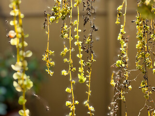 Closeup of plant with green and dry leaves against wall