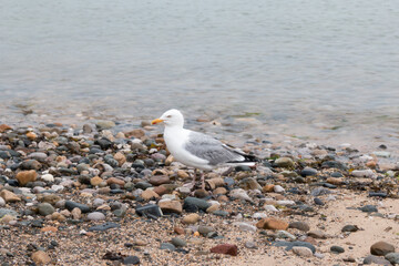 Seagull in Beachfront