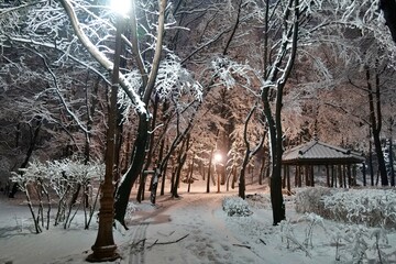 겨울, 눈, 나무, 경관, cold, 나무, 나무, 공원, 길거리, 백, 네이처, 서리,...
