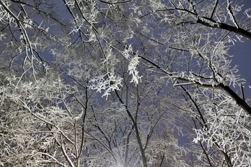 나무, 겨울, 눈, 네이처, 나무, 가지, sky, cold, 서리, 백, 나무, 가지, 아이스,...