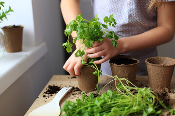 Preparing seedlings for planting in the ground. Growing microgreens at home. Seedlings and greenery at home on the windowsill. Working with the soil for the future harvest. Seeds and greens