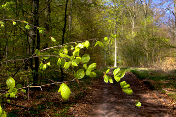 Newly sprung beech leaves in the forest in the beautiful light green color