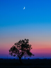 Sunset on a plain with a lonely tree and the moon.