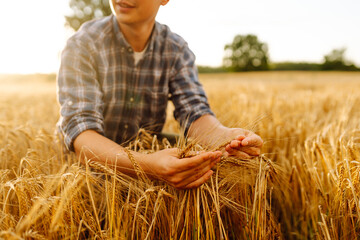 Wheat quality check. Farmer with ears of wheat in a wheat field. Harvesting. Agribusiness....