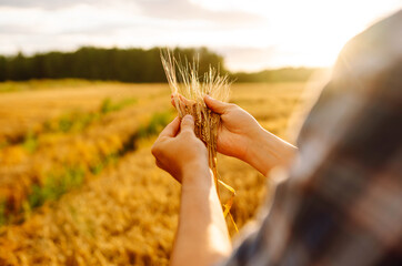 Wheat quality check. Farmer with ears of wheat in a wheat field. Harvesting. Agribusiness....