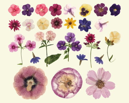 Dried Pressed Flower Vector Illustration