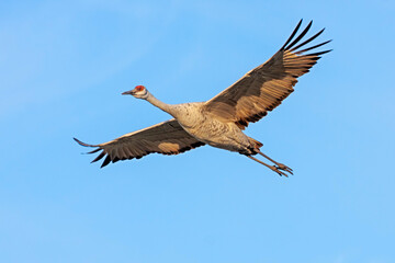 A Sandhill Crane Floats Through the Sky