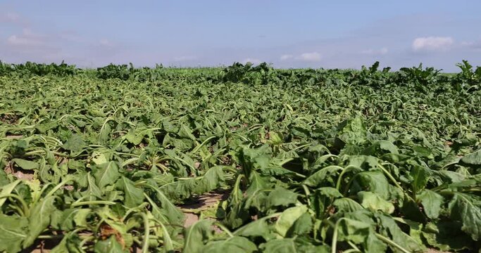 a field with withered beets during heat and drought, a field where the beet crop dries up from the heat and lack of rains in summer