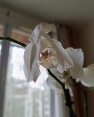 Orquídea Blanca Marchitándose