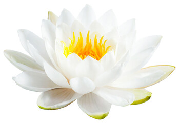 White water lily isolated