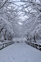 겨울, 눈, 나무, cold, 길거리, 나무, 경관, 나무, 공원, 백, 서리, 네이처,...