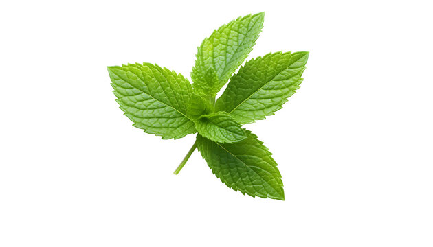 bunch of leaf of mint for surving PNG