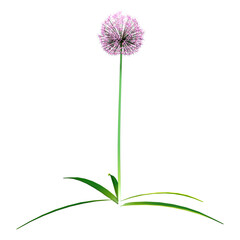 3D Rendering Allium Flower on White