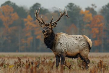 Large Elk Standing on Dry Grass Field