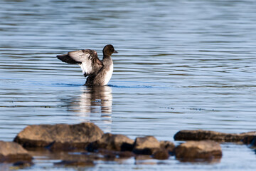 Juvenile Schellente (Bucephala clangula) bei der Gefiederpflege	