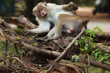 Obraz premium Collection of photos of wild elephants and wildebeests